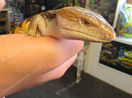 Sweet blue tongue skink