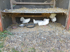 White fantail  doves
