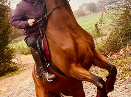 Looking for a full loan wvtb in West Sussex , 45 years experience, looking for my new best friend