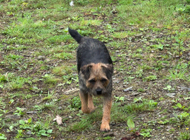 Border terrier bitch 2.5years old
