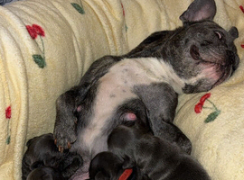 Frenchie pups for sale