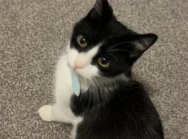 Cat for sale