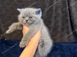 Pure-breed British Shorthair