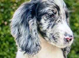 Beautiful cocker spaniels for sale