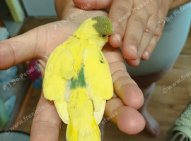 Available Soon 5 week Baby Budgies &pound;30 each or &pound;55 for both reserve with a  &pound;10 deposit until ready