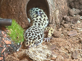 Friendly 2-Year-Old Male Leopard Gecko