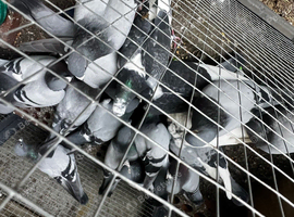 Racing pigeons