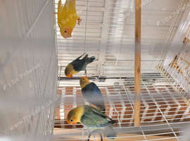 Lovebirds
