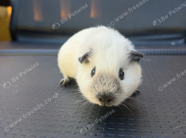 Male 12 week old guinea pig pair
