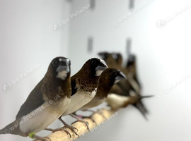 Bengalese finches
