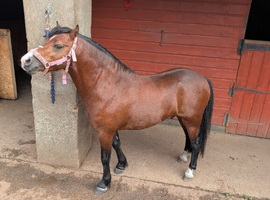 Wee Teddy 11.1hh turning 4 yrs Welsh A Gelding