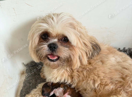 Beautiful Shih Tzu puppies