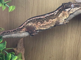 Proven breeding pair of Gargoyle geckos