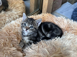 Kitten