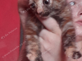 Readynfor forever home
