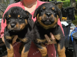 Litter of 2 chunky puppies, male and female