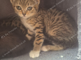 Siamese x kitten