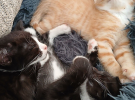 4 kittens looking for there forever homes