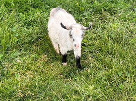 14 week old castrated and dehorned Pygmy goat kids.