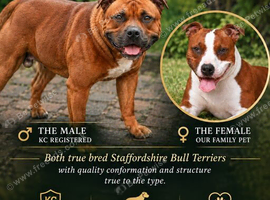 Beautiful quality red staffordshire bullterrier