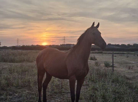 10 year old bay TB mare.