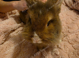 1 year old called daisy