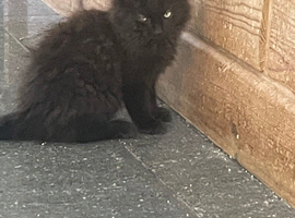 Rare Ragdoll x kittens