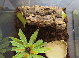 Custom Centipede Setup / Exotic Invertebrate Enclosure