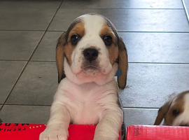 Bundles of Beagle Joy Looking for Forever Homes