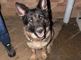 German shepherd