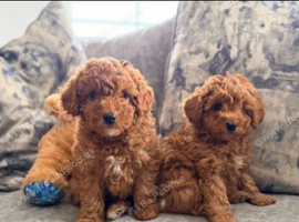 Beautiful Cavapoo Puppies &ndash; 2 Available
