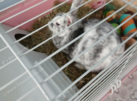 Female rabbit