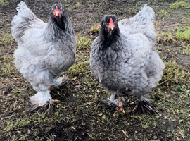 Blue/black Brahma hatching eggs