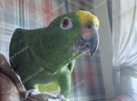 Male yellow crested amazon for sale