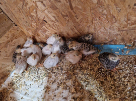 Unsexed Chinese painted quail chicks