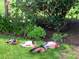 Group of male call ducks