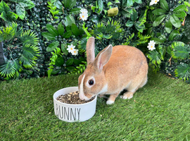 1 year old Dutch rabbit female