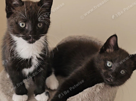 Kittens looking for a loving home