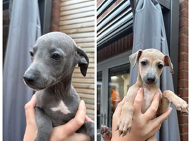 3/4 Italian greyhound x 1/4 whippet