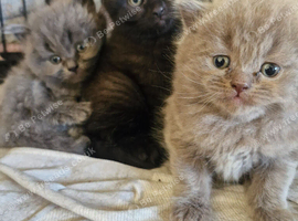 British short haired cross kittens for sale