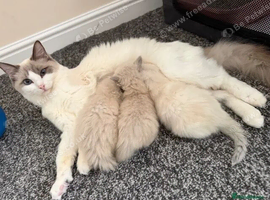 Beautiful Ragdoll &times; Siamese Girl Kitten