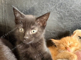 Female cat