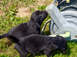 Labrador retrever puppies