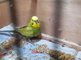 Breeding pair budgies complete with Breeding Set Upred
