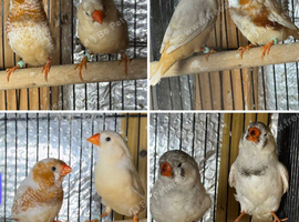 Zebra Finches