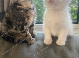 Bengal/ khoa manee
