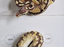 Royal pythons for sale
