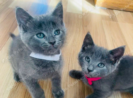 8 left beautifull kittens ️ looking forever homes
