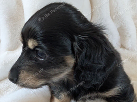 Last stunning boy available