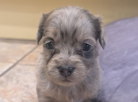 Beautiful puppies available